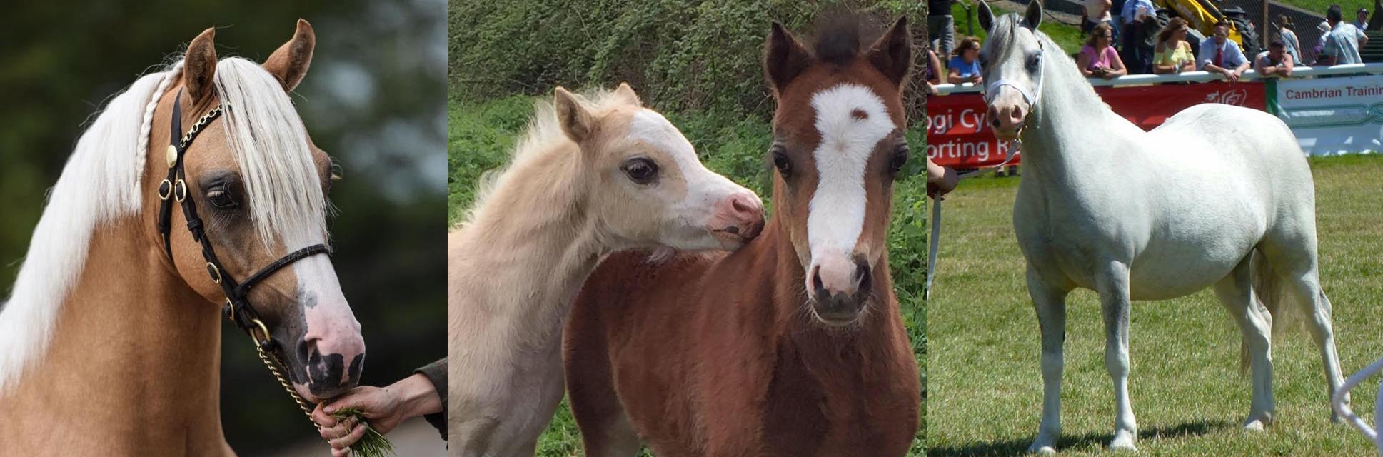 Illeybrook Welsh Ponies Sections A and B